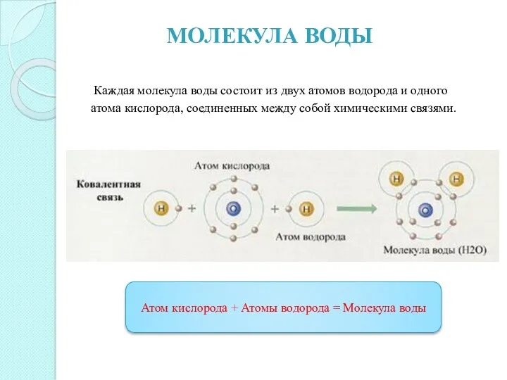 МОЛЕКУЛА ВОДЫ Каждая молекула воды состоит из двух атомов водорода