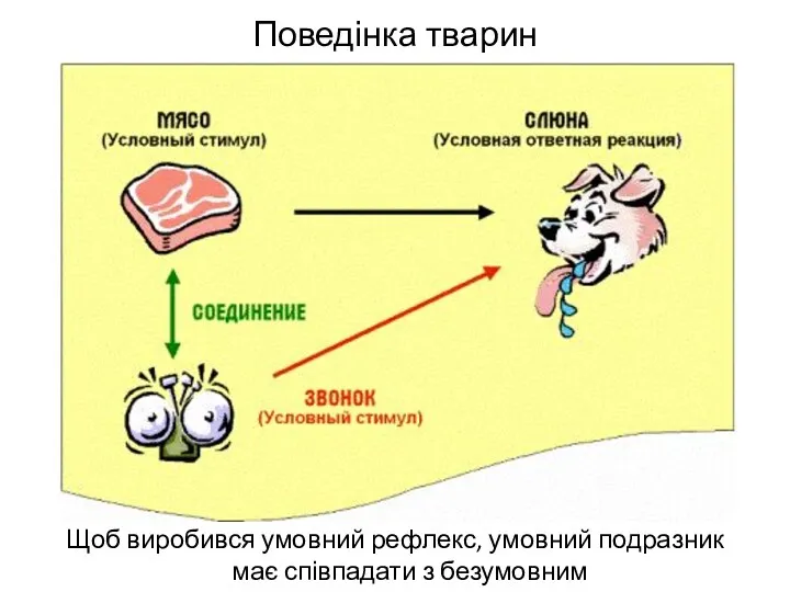 Поведінка тварин Щоб виробився умовний рефлекс, умовний подразник має співпадати з безумовним