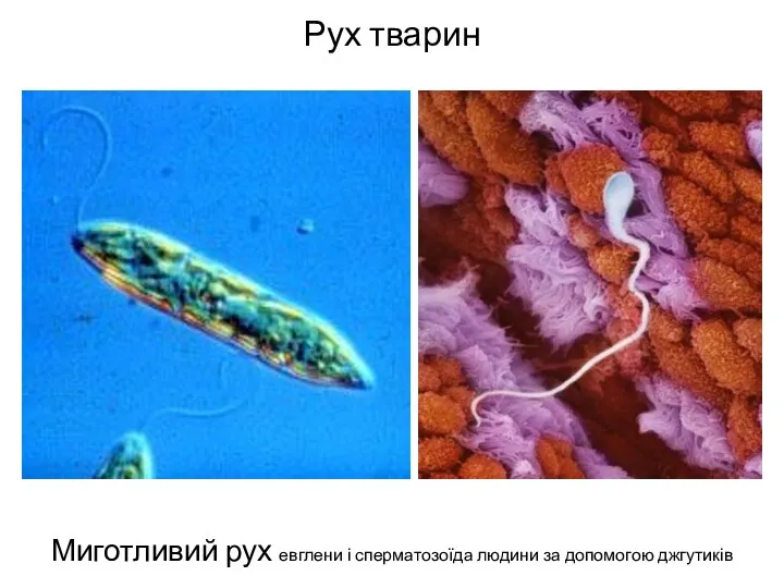 Рух тварин Миготливий рух евглени і сперматозоїда людини за допомогою джгутиків