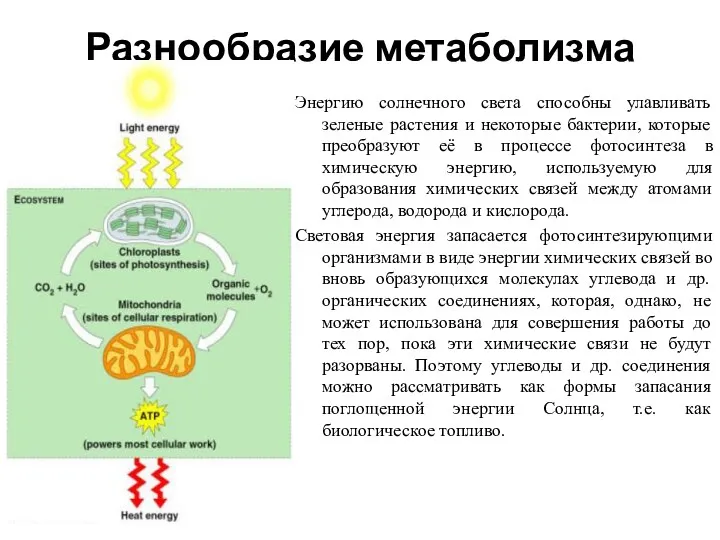 Разнообразие метаболизма Энергию солнечного света способны улавливать зеленые растения и