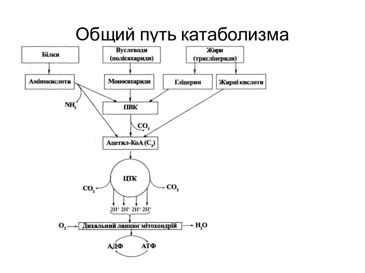 Общий путь катаболизма