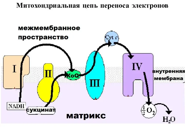 Митохондриальная цепь переноса электронов