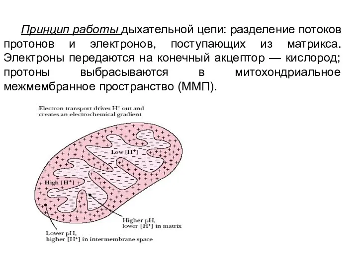 Принцип работы дыхательной цепи: разделение потоков протонов и электронов, поступающих