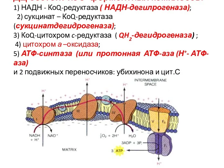 ДЦ состоит из 5 ферментных комплесов: 1) НАДН - КоQ-редуктаза