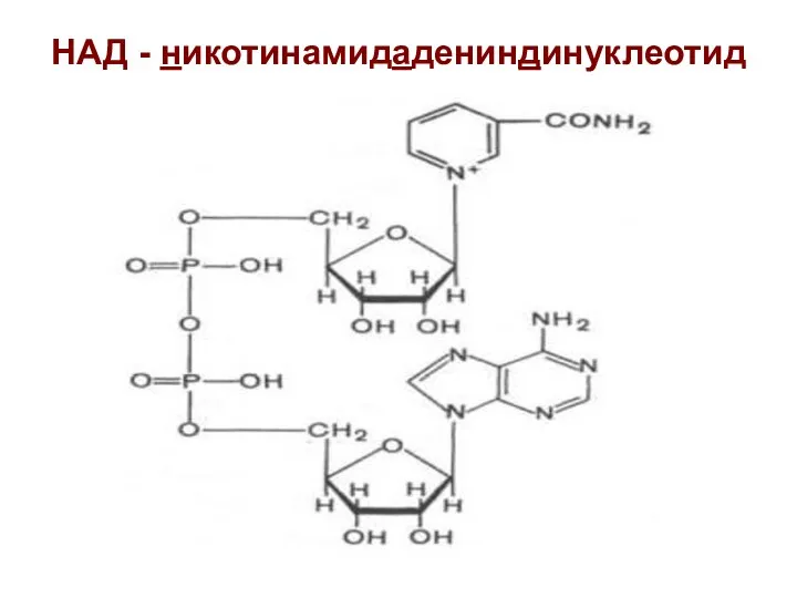 НАД - никотинамидадениндинуклеотид