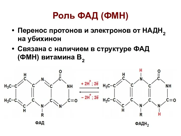 Роль ФАД (ФМН) Перенос протонов и электронов от НАДН2 на