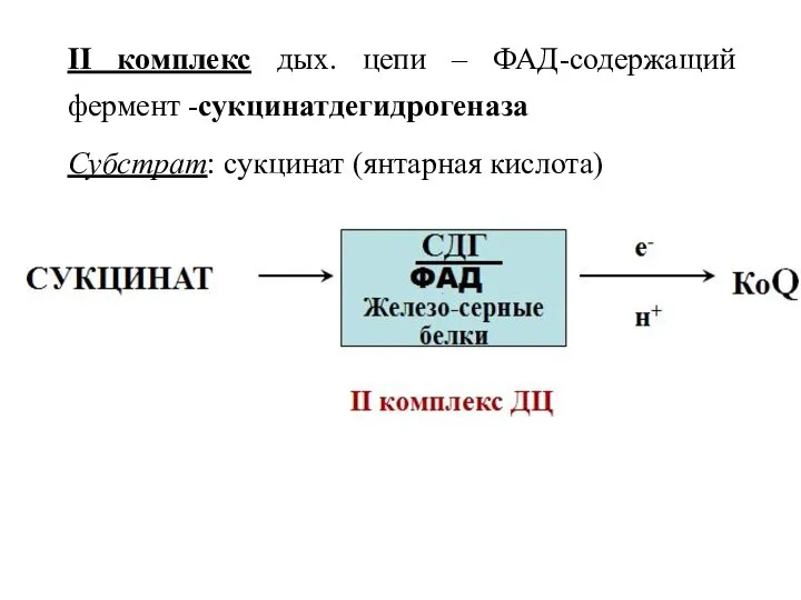 II комплекс дых. цепи – ФАД-содержащий фермент -сукцинатдегидрогеназа Субстрат: сукцинат (янтарная кислота)