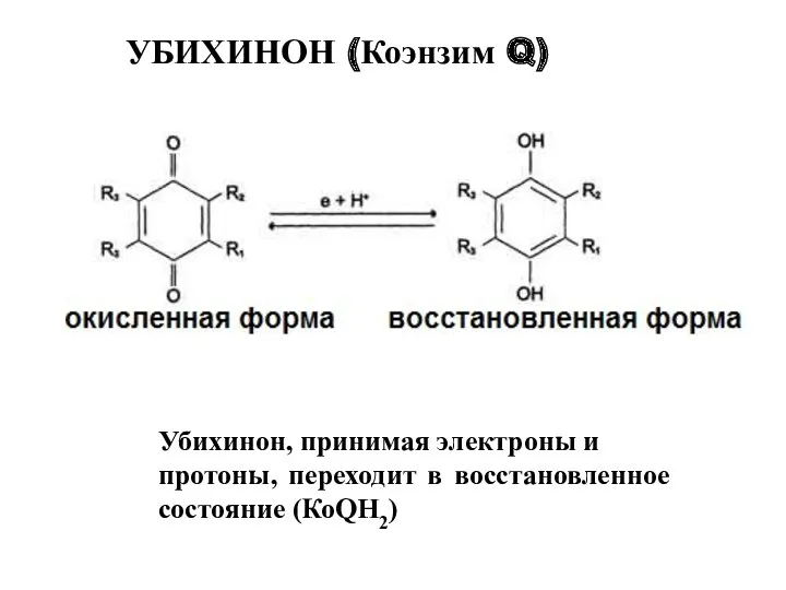 Убихинон, принимая электроны и протоны, переходит в восстановленное состояние (КоQН2) УБИХИНОН (Коэнзим Q)