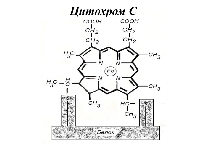 Цитохром С