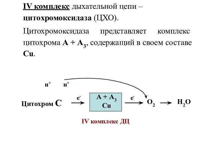 IV комплекс дыхательной цепи – цитохромоксидаза (ЦХО). Цитохромоксидаза представляет комплекс