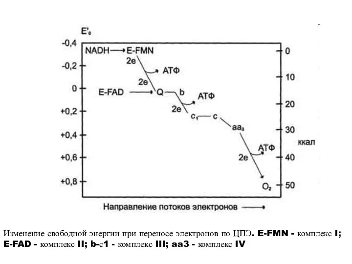 Изменение свободной энергии при переносе электронов по ЦПЭ. E-FMN -