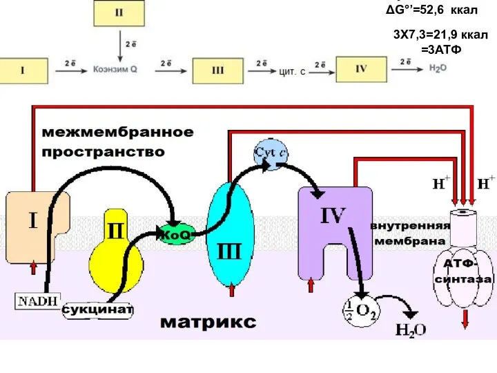 3Х7,3=21,9 ккал =3АТФ ΔG°’=52,6 ккал