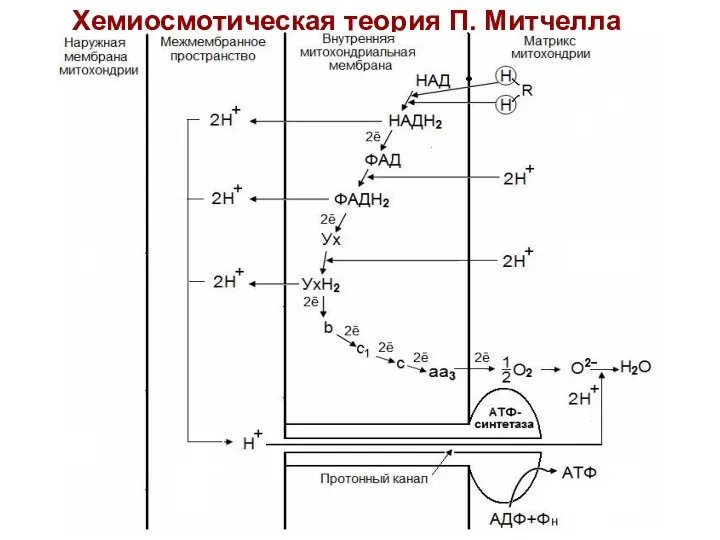 Хемиосмотическая теория П. Митчелла