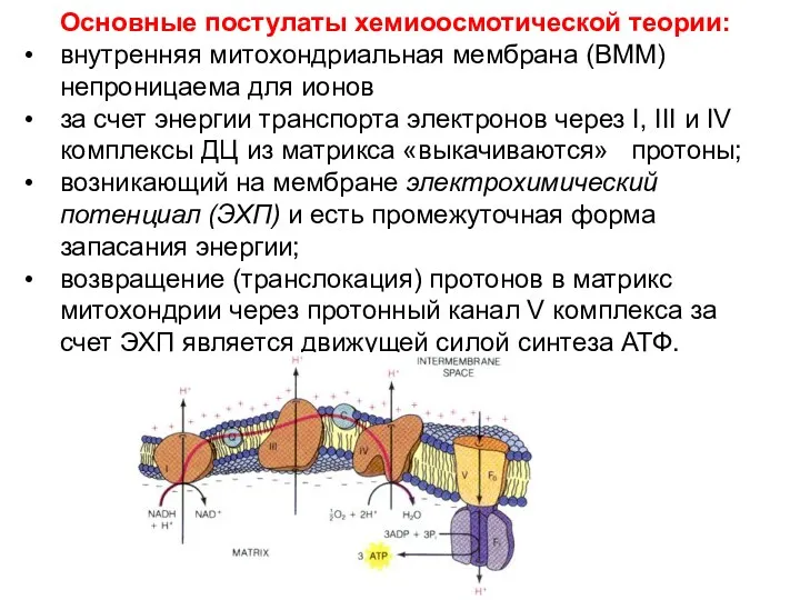 Основные постулаты хемиоосмотической теории: внутренняя митохондриальная мембрана (ВММ) непроницаема для