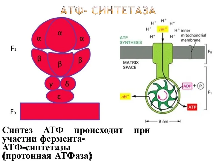 Синтез АТФ происходит при участии фермента- АТФ-синтетазы (протонная АТФаза)