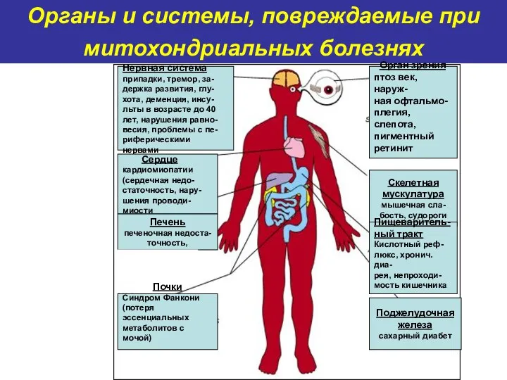 Органы и системы, повреждаемые при митохондриальных болезнях Нервная система припадки,