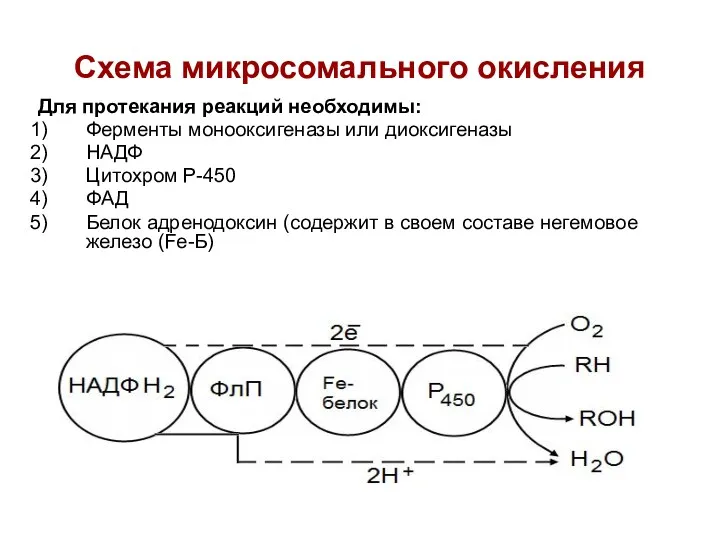 Схема микросомального окисления Для протекания реакций необходимы: Ферменты монооксигеназы или