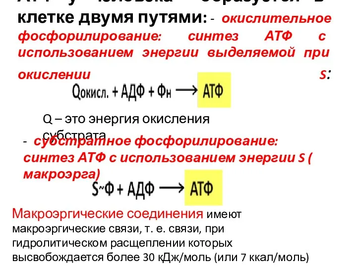 АТФ у человека образуется в клетке двумя путями: - окислительное