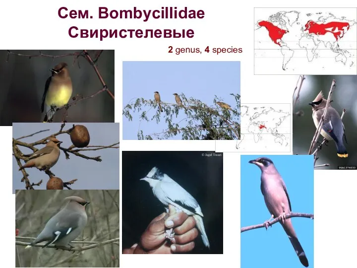 Сем. Bombycillidae Свиристелевые 2 genus, 4 species