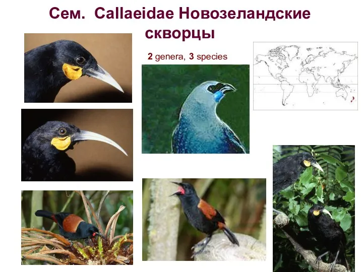 Сем. Callaeidae Новозеландские скворцы 2 genera, 3 species