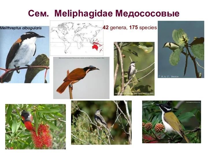 Сем. Meliphagidae Медососовые 42 genera, 175 species