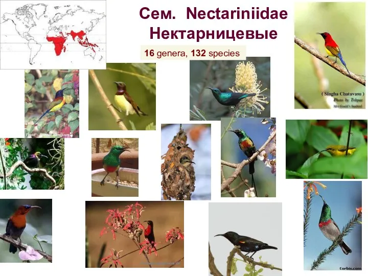 Сем. Nectariniidae Нектарницевые 16 genera, 132 species