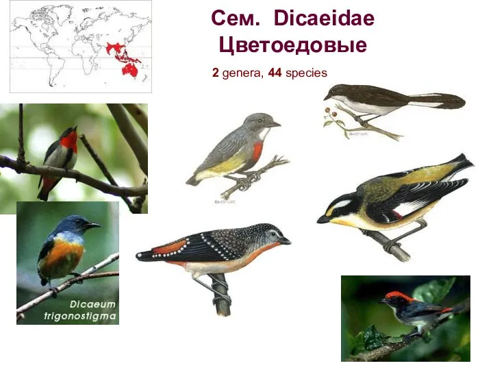 Сем. Dicaeidae Цветоедовые 2 genera, 44 species