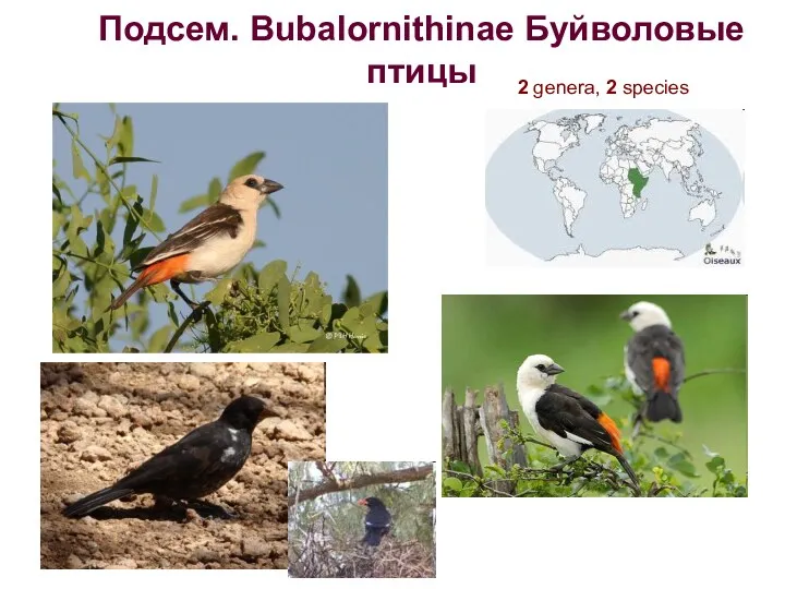 Подсем. Bubalornithinae Буйволовые птицы 2 genera, 2 species