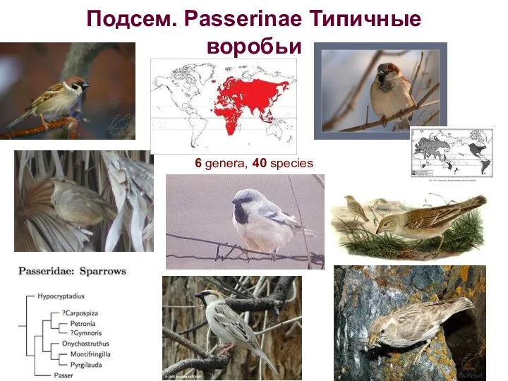 Подсем. Passerinae Типичные воробьи 6 genera, 40 species