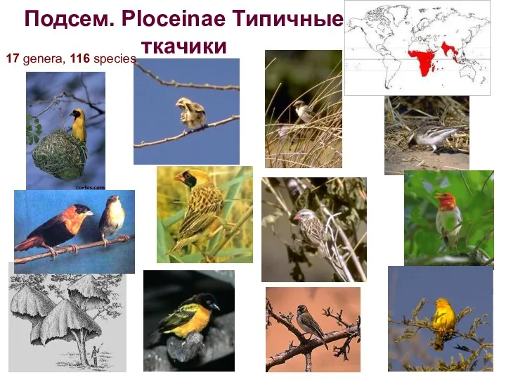 Подсем. Ploceinae Типичные ткачики 17 genera, 116 species