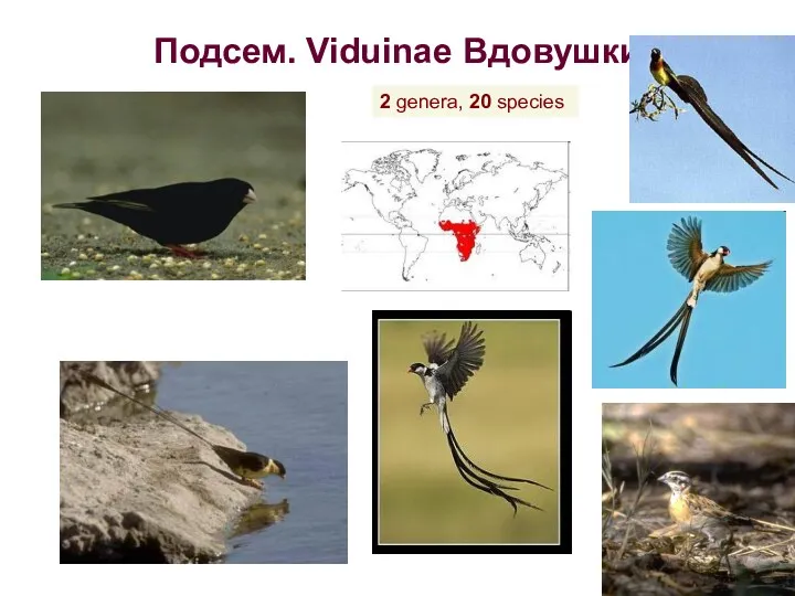 Подсем. Viduinae Вдовушки 2 genera, 20 species