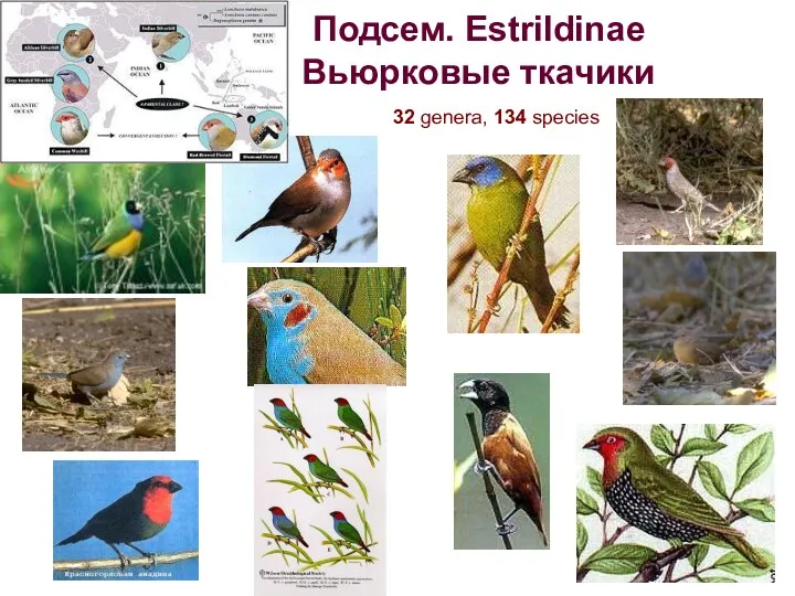 Подсем. Estrildinae Вьюрковые ткачики 32 genera, 134 species