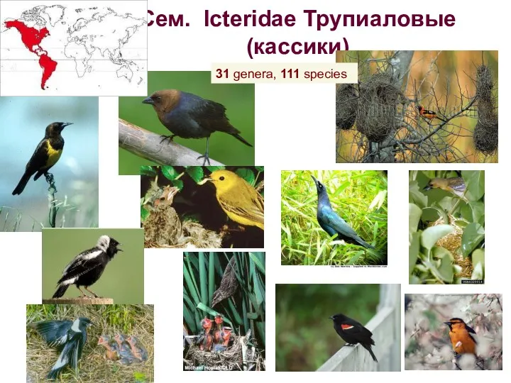 Сем. Icteridae Трупиаловые (кассики) 31 genera, 111 species