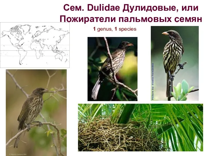 Сем. Dulidae Дулидовые, или Пожиратели пальмовых семян 1 genus, 1 species