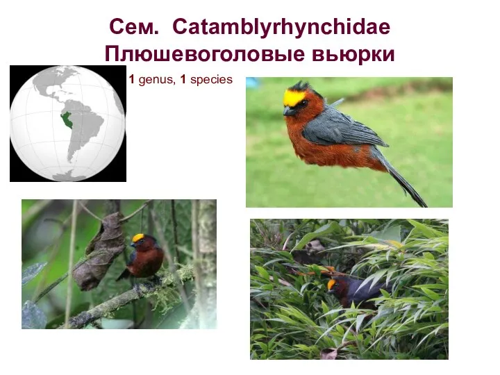 Сем. Catamblyrhynchidae Плюшевоголовые вьюрки 1 genus, 1 species