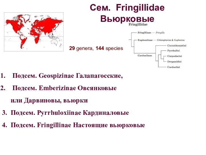 Сем. Fringillidae Вьюрковые Подсем. Geospizinae Галапагосские, Подсем. Emberizinae Овсянковые или