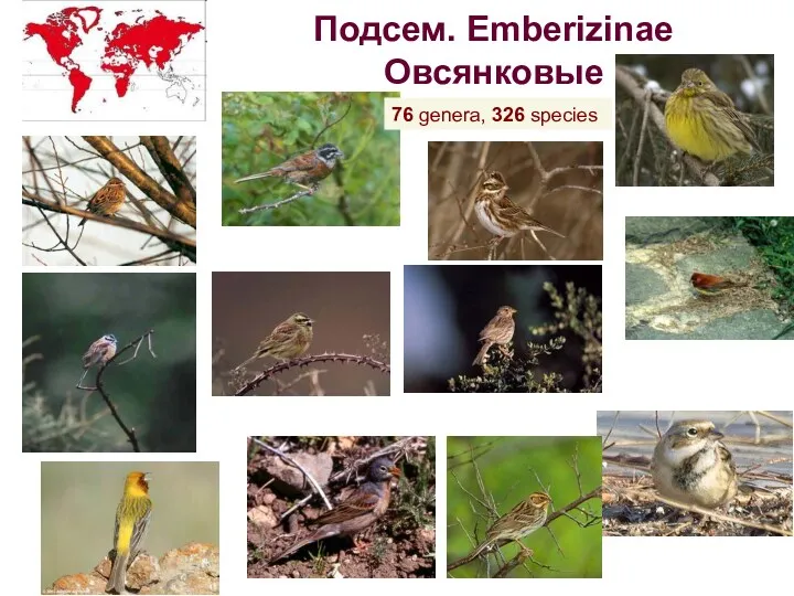 Подсем. Emberizinae Овсянковые 76 genera, 326 species