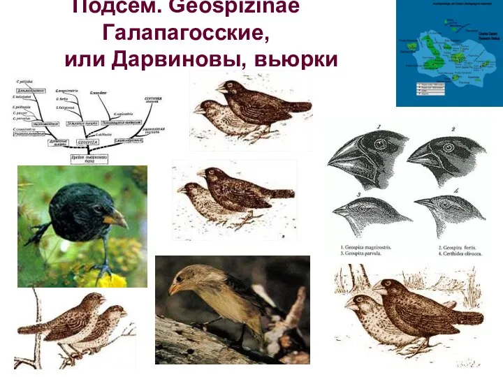 Подсем. Geospizinae Галапагосские, или Дарвиновы, вьюрки