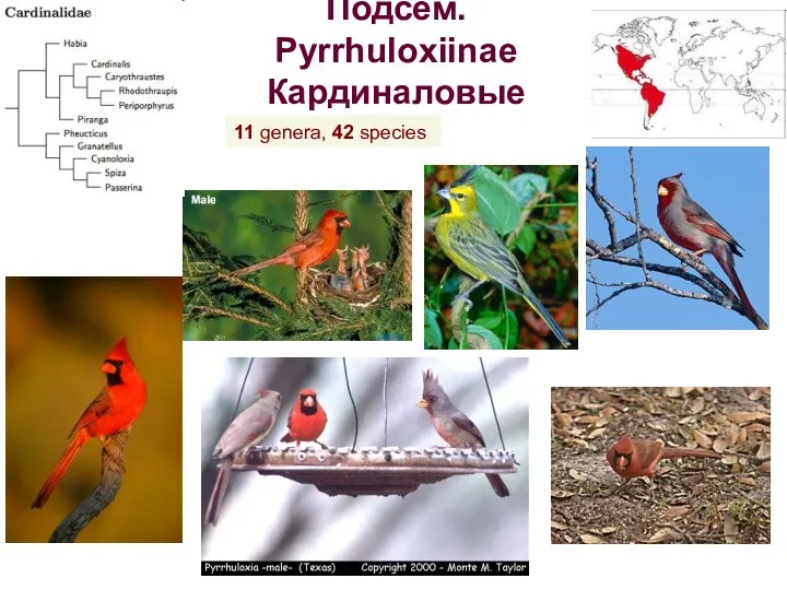 Подсем. Pyrrhuloxiinae Кардиналовые 11 genera, 42 species