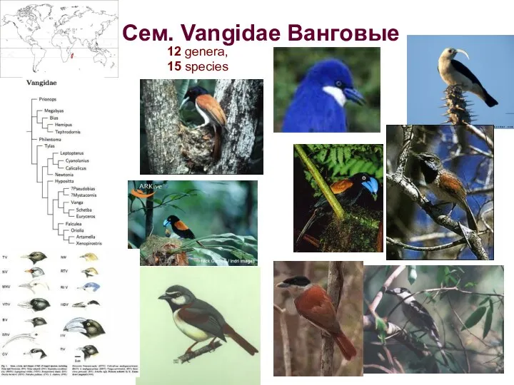 Сем. Vangidae Ванговые 12 genera, 15 species