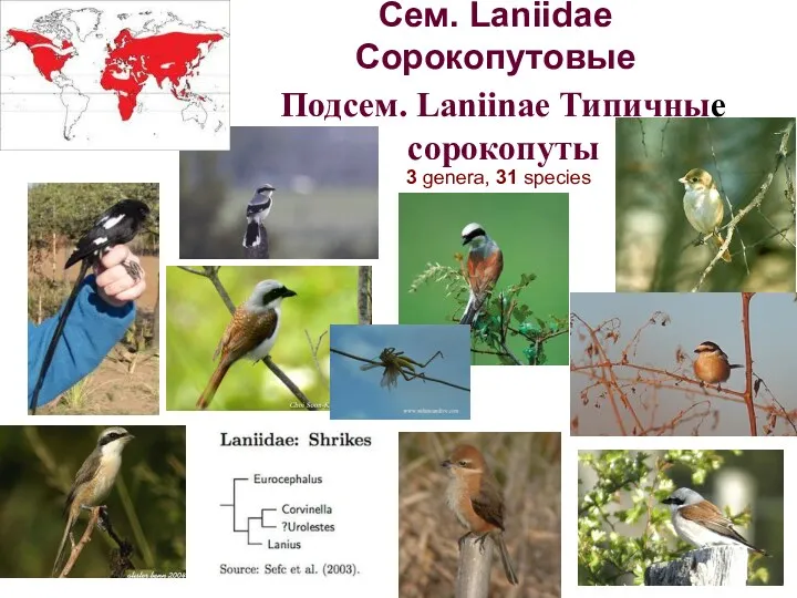 Сем. Laniidae Cорокопутовые Подсем. Laniinae Типичные сорокопуты 3 genera, 31 species