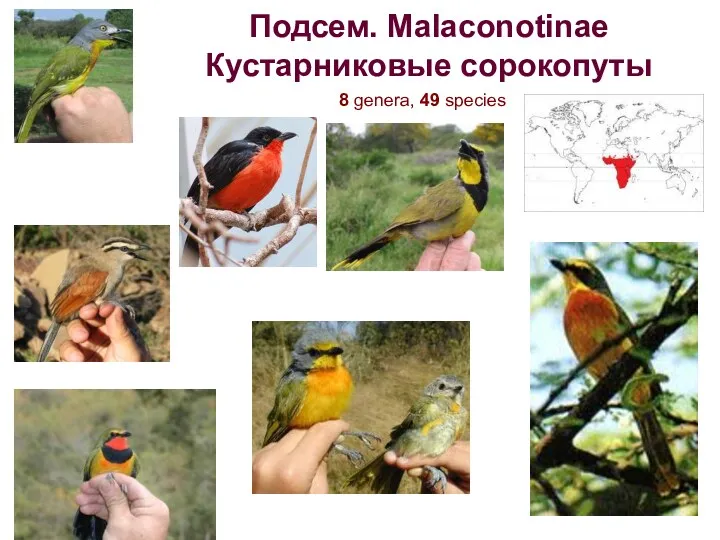 Подсем. Malaconotinae Кустарниковые сорокопуты 8 genera, 49 species