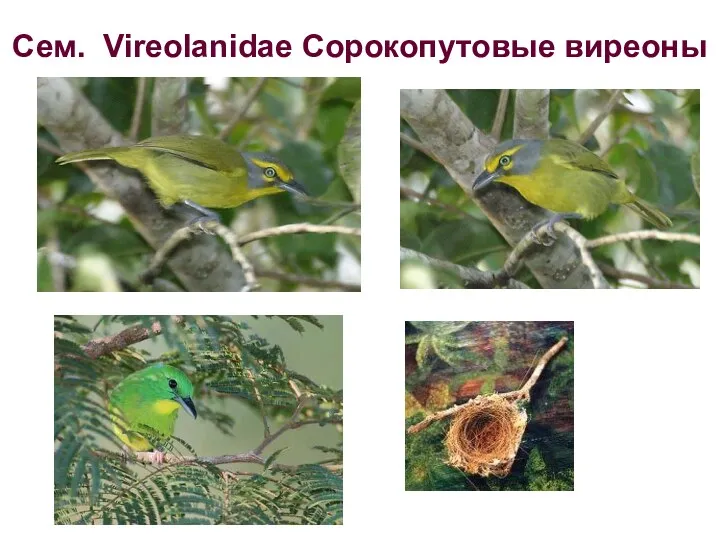 Сем. Vireolanidae Сорокопутовые виреоны