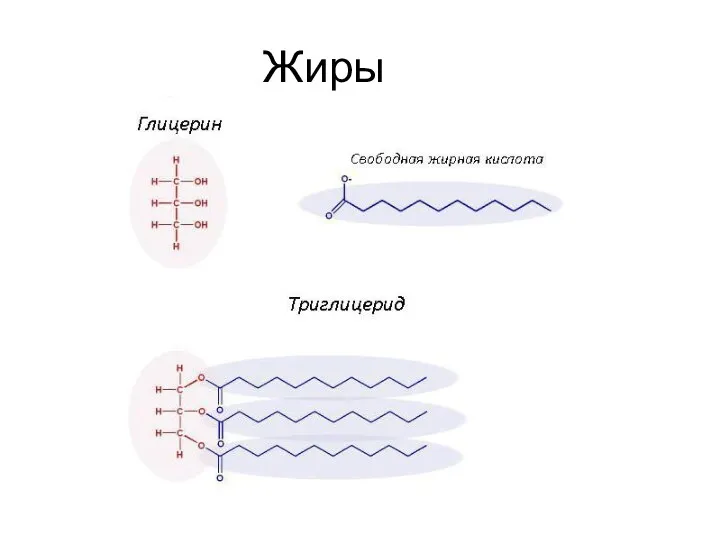 Жиры