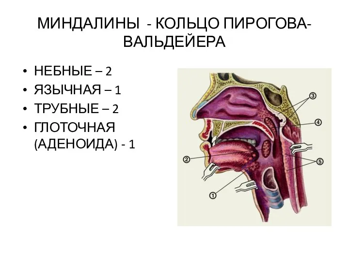 МИНДАЛИНЫ - КОЛЬЦО ПИРОГОВА-ВАЛЬДЕЙЕРА НЕБНЫЕ – 2 ЯЗЫЧНАЯ – 1