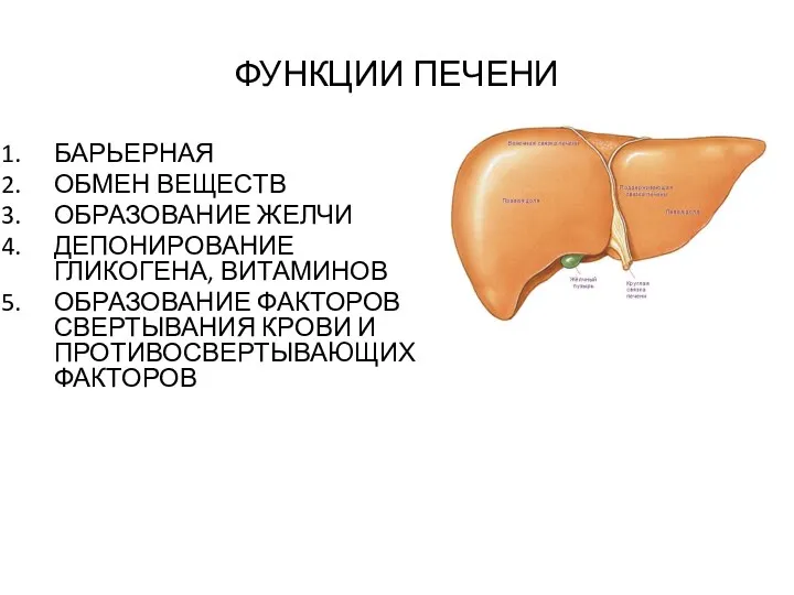 ФУНКЦИИ ПЕЧЕНИ БАРЬЕРНАЯ ОБМЕН ВЕЩЕСТВ ОБРАЗОВАНИЕ ЖЕЛЧИ ДЕПОНИРОВАНИЕ ГЛИКОГЕНА, ВИТАМИНОВ