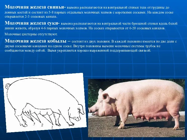 Молочная железа свиньи- вымена располагаются на вентральной стенки тела от грудины до лонных