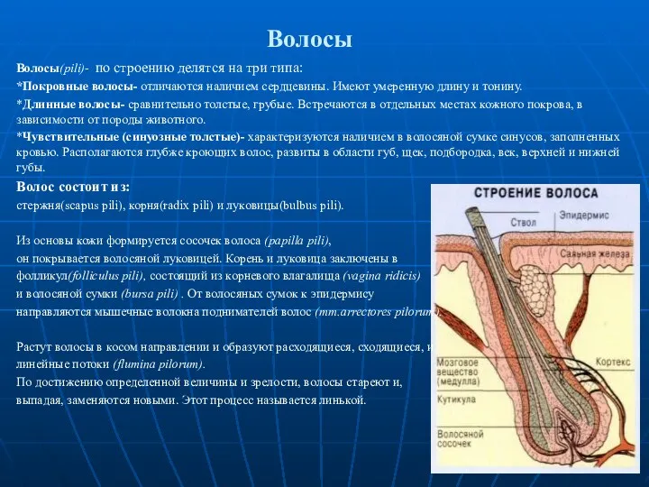 Волосы Волосы(pili)- по строению делятся на три типа: *Покровные волосы- отличаются наличием сердцевины.