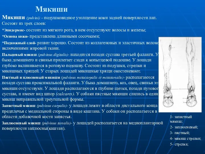 Мякиши Мякиши (pulvini) – подушковидное утолщение кожи задней поверхности лап. Состоят из трех