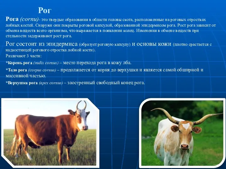 Рог Рога (cornu)- это твердые образования в области головы скота, расположенные на роговых